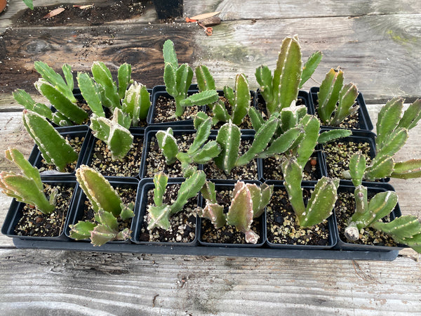 Stapelia gigantea [SUCCULENTS] [ROOTED, 3.5" POT]