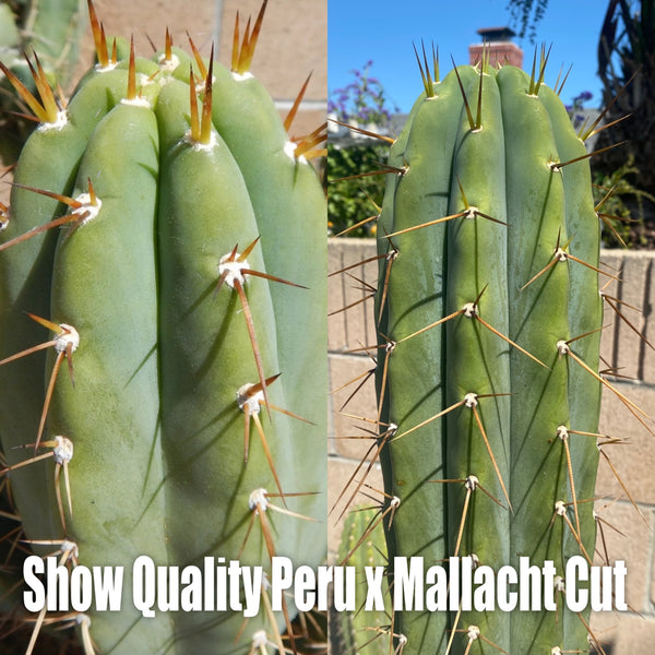 T peru “Show Quality Peru” x “the Mallacht Cut” (20 SEEDS)