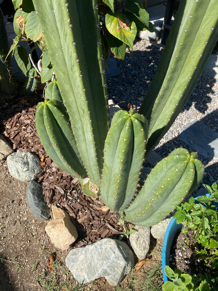T scopulicola "Super Pedr0" (10-11” Tip Cutting)