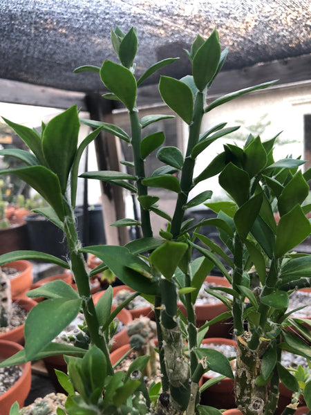 Pereskiopsis (4-6" cuttings) [Often used for grafting cactus seedlings]