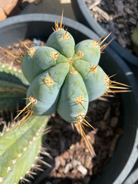 T peru "BBG 48.1540" (10-11" Tip Cutting)