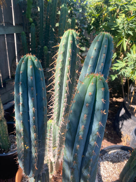 T peru "Ferret" (AUS) (10-11” MID cuts)