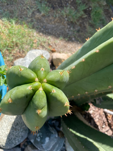 T scopulicola "Super Pedr0" (10-11” Tip Cutting)