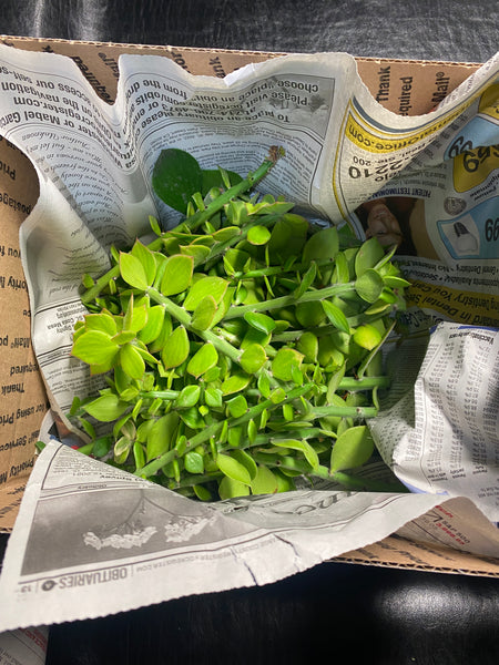 Bulk Pereskiopsis - (25) Pereskiopsis (5-6" cuttings) -ALL TIPS- *BULK DEAL*