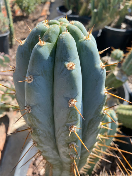 T peru "BBG 48.1540" (10-11" Tip Cutting)