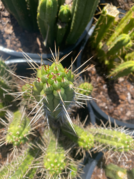 Rauhocereus riosaniensis ssp jaenensis (10-11” Tip Cutting)