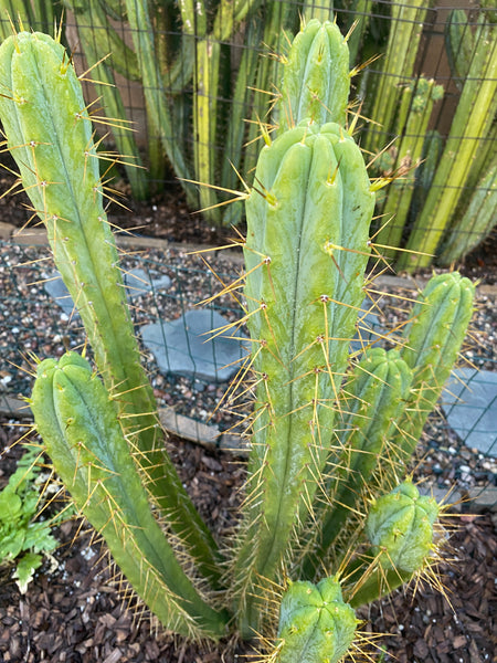 T bridge “KGC” (Killer Green Cactus) (10-11" Tip cutting)
