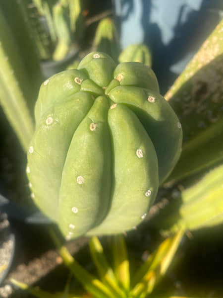 T pach "Soozy" (10-11” Tip cuttings)