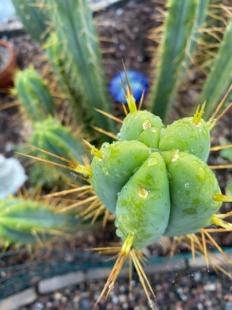 prickly pear cactus killer T bridge “KGC” (Killer Green Cactus) (10-11" Tip cutting) – Mallacht's Plants