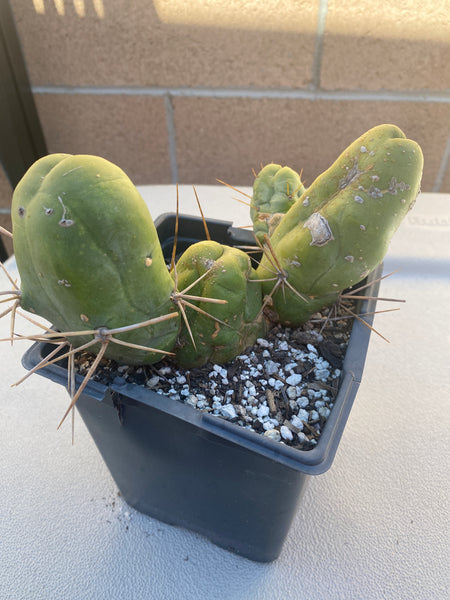 T bridge monstrose (TBM) “Penis Plant” (Clone B) [Well Rooted in 3.5” pot]
