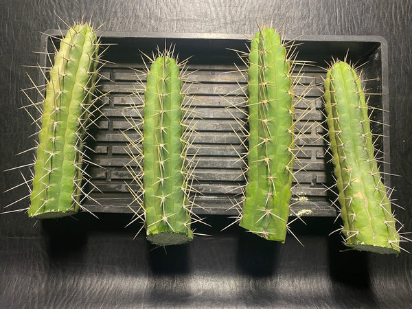 Rauhocereus riosaniensis ssp jaenensis (10-11” Tip Cutting)