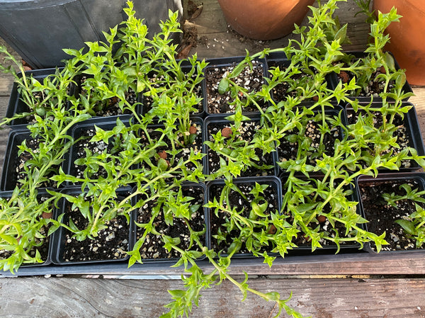Sceletium tortuosum, Kanna plants [SUCCULENTS] [ROOTED, 3.5" POT]