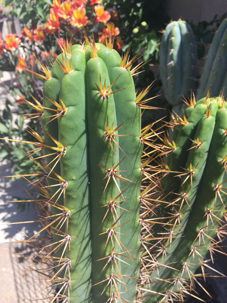 [Hybrid] SS02 x Kimura's Spiny Giant (10-11" MID Cutting)