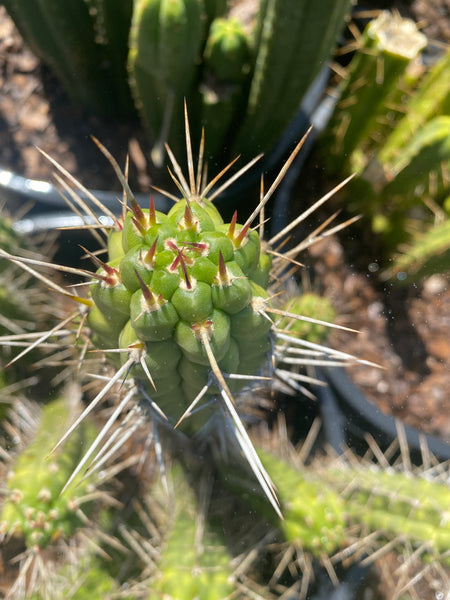 Rauhocereus riosaniensis ssp jaenensis (10-11” Tip Cutting)