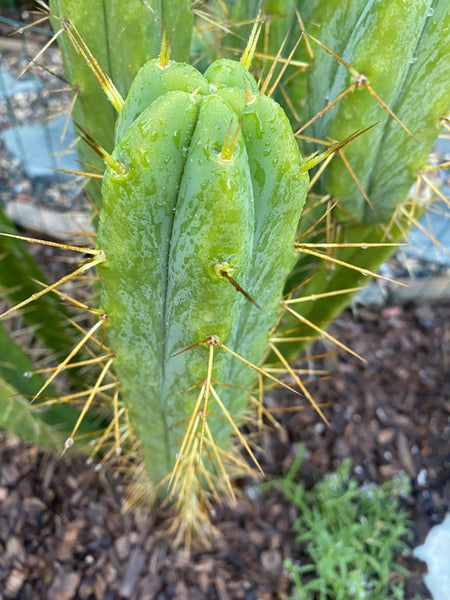 T bridge “KGC” (Killer Green Cactus) (10-11" Tip cutting)