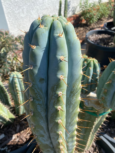 T peru "BBG 48.1540" (10-11" Tip Cutting)
