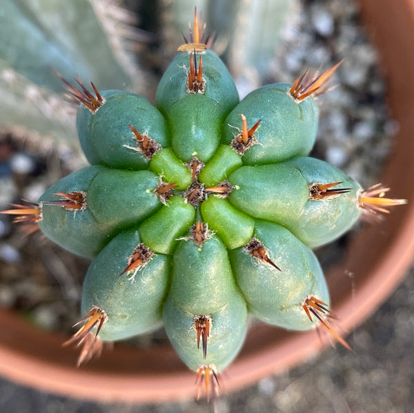 T peru "Ferret" (AUS) (10-11” MID cuts)