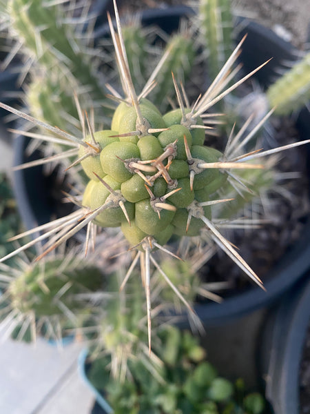 Rauhocereus riosaniensis ssp jaenensis (10-11” Tip Cutting)