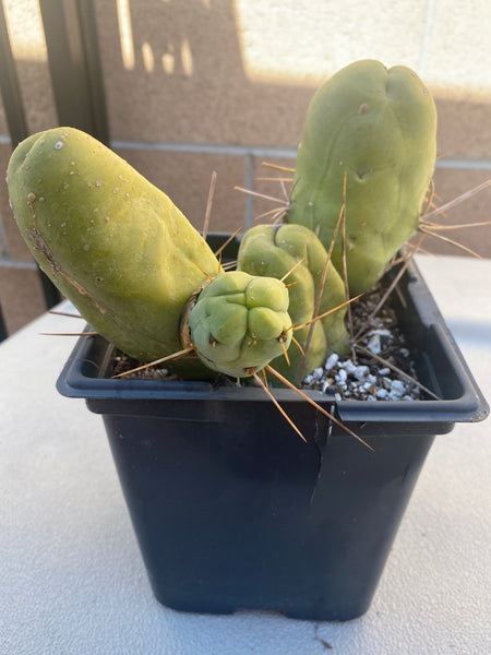 T bridge monstrose (TBM) “Penis Plant” (Clone B) [Well Rooted in 3.5” pot]