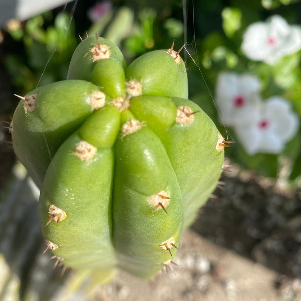 T pach "MT02" (Aplantis Collection) (11” MID cuttings)