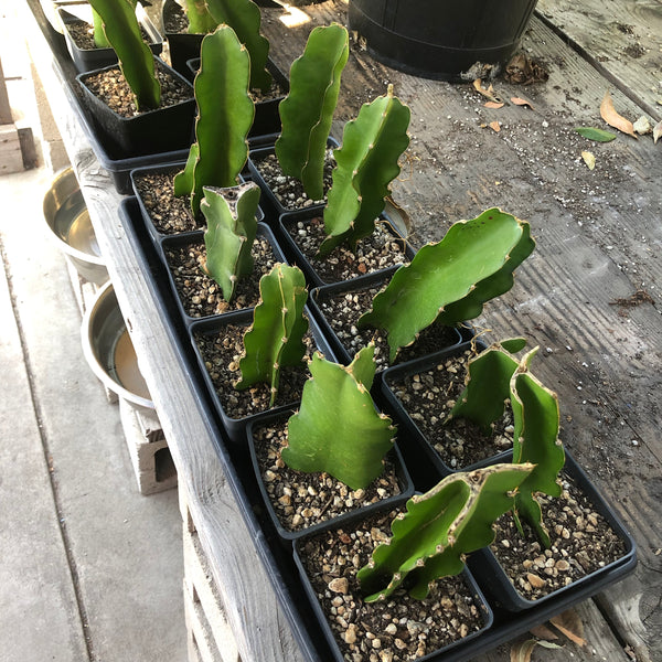 Hylocereus undatus, Dragon Fruit "White Flesh" - [ROOTED CUTTING, 3.5" POT] - Self fertile variety!