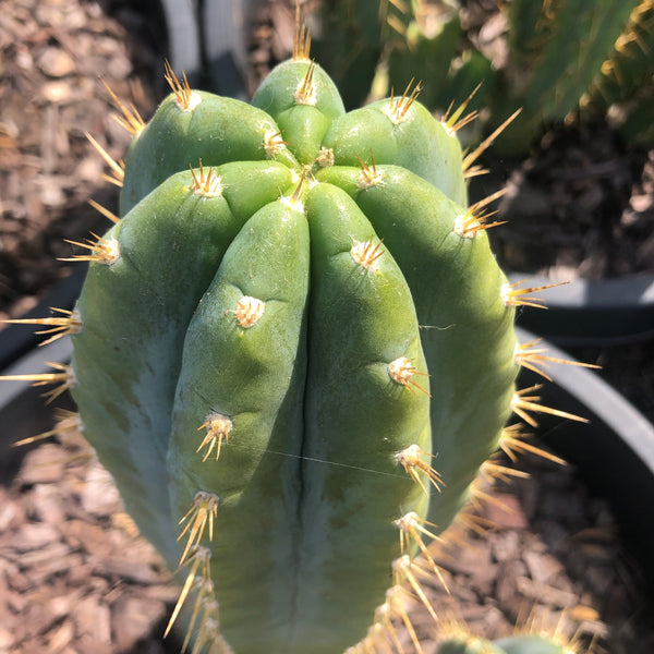 T peru "RS0001-3" [Kakster] (10-11" Tip Cutting) *THICC*